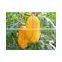 Hybrid F1 watermelon seeds golden yellow