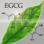 GMP Factory Supply High Quality Green Tea Extract EGCG 50%-98%