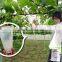 Gibberellin spreader for seedless grape Made in Japan