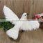 Stand sideway white homing pigeons for sale