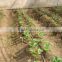 16mm High Quality Drip Irrigation Tape for Greenhouse