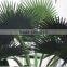 Artificial Palm Trees,for Shopping Mall Decorative Artificial Palm Tree