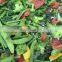 Full Automatic frozen vegetable and fruit washing line broccoli processing machine frozen fruit processing line machinery