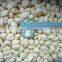 Sinocharm New Crop BRC Approved High Quality  IQF Whole Peeled Frozen Garlic