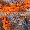 Frozen Sea Buckthorn IQF Sea Buckthorn New environmentally Friendly (BIO)
