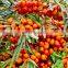 High quality sea buckthorn extract sea buckthorn fruit oil in bulk