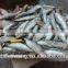 Hot sale Frozen Fish Sardinella lemuru Whole Round Exporting