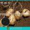Best based fertilizer for organic food and vegetables