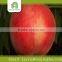 fresh peach importers