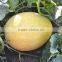 Honey8 Chinese good resistance and good adaptability melon seeds