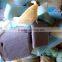 AAA Grade foam scrap large offcuts direct from furniture factory