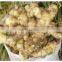 Exporting Young Fresh Spicy Ginger Best Price