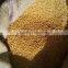 Fenugreek
