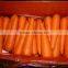 Fresh Carrot for export