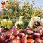 ROASTED RINGENT CHESTNUTS SNACKS Healthy Nuts Snacks For Sale