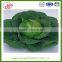 Shandong hot sale fresh cabbage