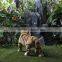 realistic ferocious animated nature world mouth open tiger
