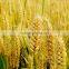 new wheat gluten meal 65%min