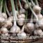 Fresh White Garlic Crop 2016