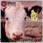 LF/HF/UHF ABS rfid tracking animal ear tag for cow