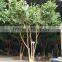 SJ artificial banyan tree with PE leaves decoration