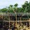 Mangifera indica ( mango tree ) tropical plants