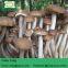 Detan Agrocybe Cylindracea Fresh Mushroom