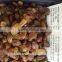 PREMIUM INDIAN RAISIN