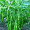 Wholesale Hybrid f1 Hot Chilli Seeds Vegetable Seeds for Planting from China