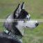 manufacture dog products supplier collar and leash set for pets accept custom