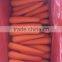 fresh red carrot