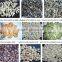 We sale Varied Roasted salted sunflower seeds