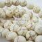 8MM round turquoise white ivory stone beads,ivory loose beads,ivory beads strand 3120001