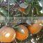 Egyptian Citrus fruits exporters, Mandarin Orange type