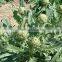 High quality Artichoke seeds Cynara scolymus seeds for growing-Seeds Sale