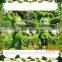2015 latest designs wholesale all types of ornamental plants for sale at low price