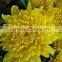 Good Quality Fresh Flower Chrysanthemum for Funeral