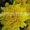 white chrysanthemum cut flower from Yunnan