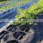 Landscape fabric with holes pre-made to six inch space for lettuce planting