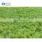 Sinocharm BRC A Approved BQF Peeled Frozen Grape