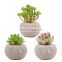 Genuine Wholesale Decorative Plant Bonsai Ornament Mini Set Plants Potted Artificial Succulent Plants With Pot