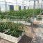 low cost greenhouse
