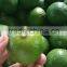 GREEN LEMON