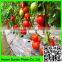 Support Peas Runner Beans & Sweet Peas Climbing Plant Support Mesh Net