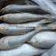 FROZEN DOTTED GIZZARD SHAD FISH W/R - SIZE 4/6