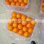 Best price Fresh Navel Orange