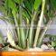 Natural Zamioculcas Zamiifolia for Indoor Ornamental Decorative Bonsai Plants