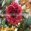All Camellia japonica variety