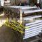 kiwi grader / kiwi grading machine / fruit grading machine for sale