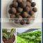 Bulk Hydroponics Expanded Clay Pebbles Growing Media